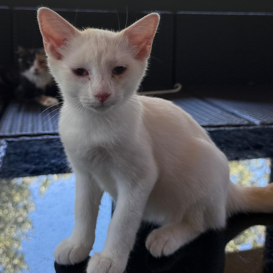 Enlarge Cotton, a Adoptable Domestic Short Hair in Granby, MO image 3/4