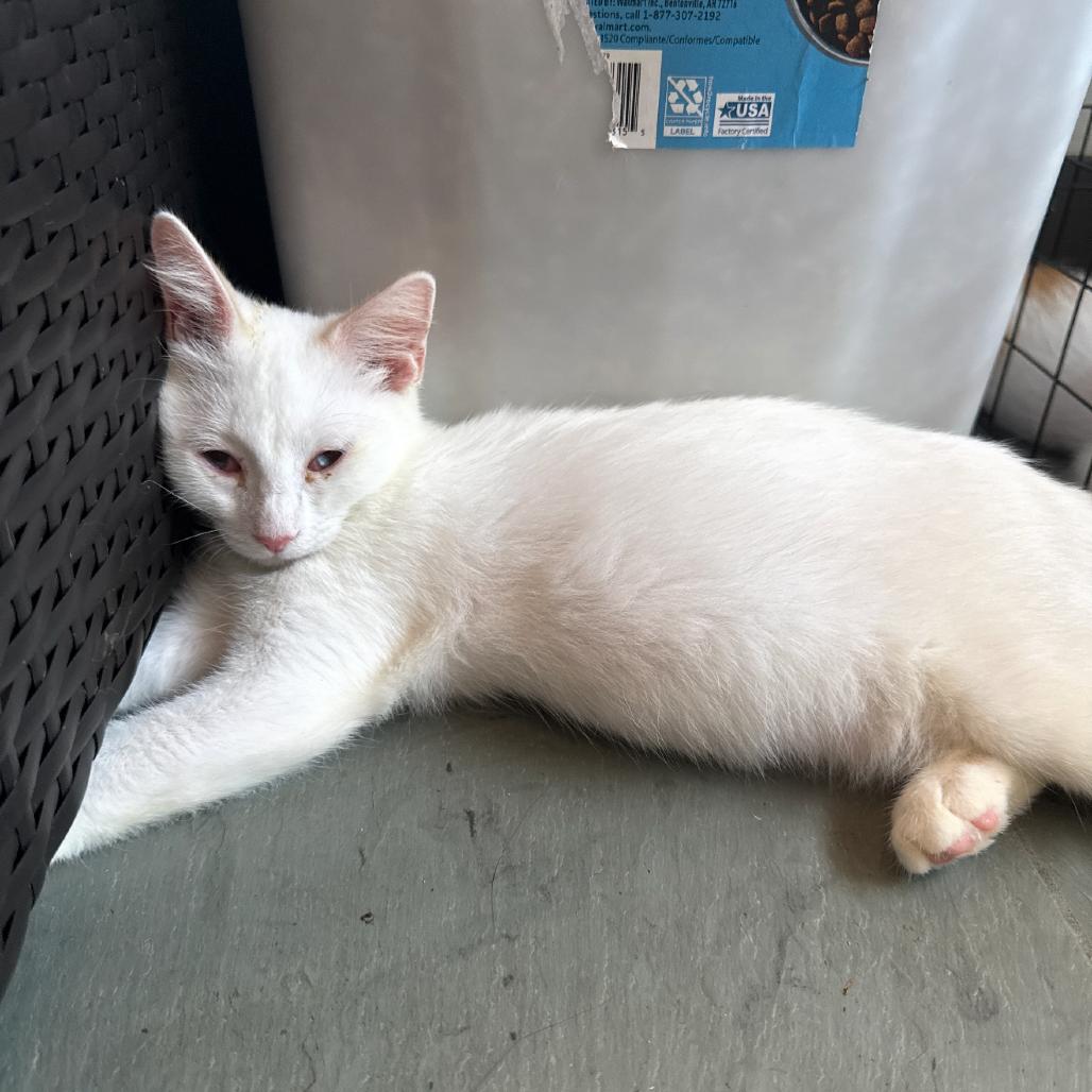 Enlarge Cotton, a Adoptable Domestic Short Hair in Granby, MO image 4/4