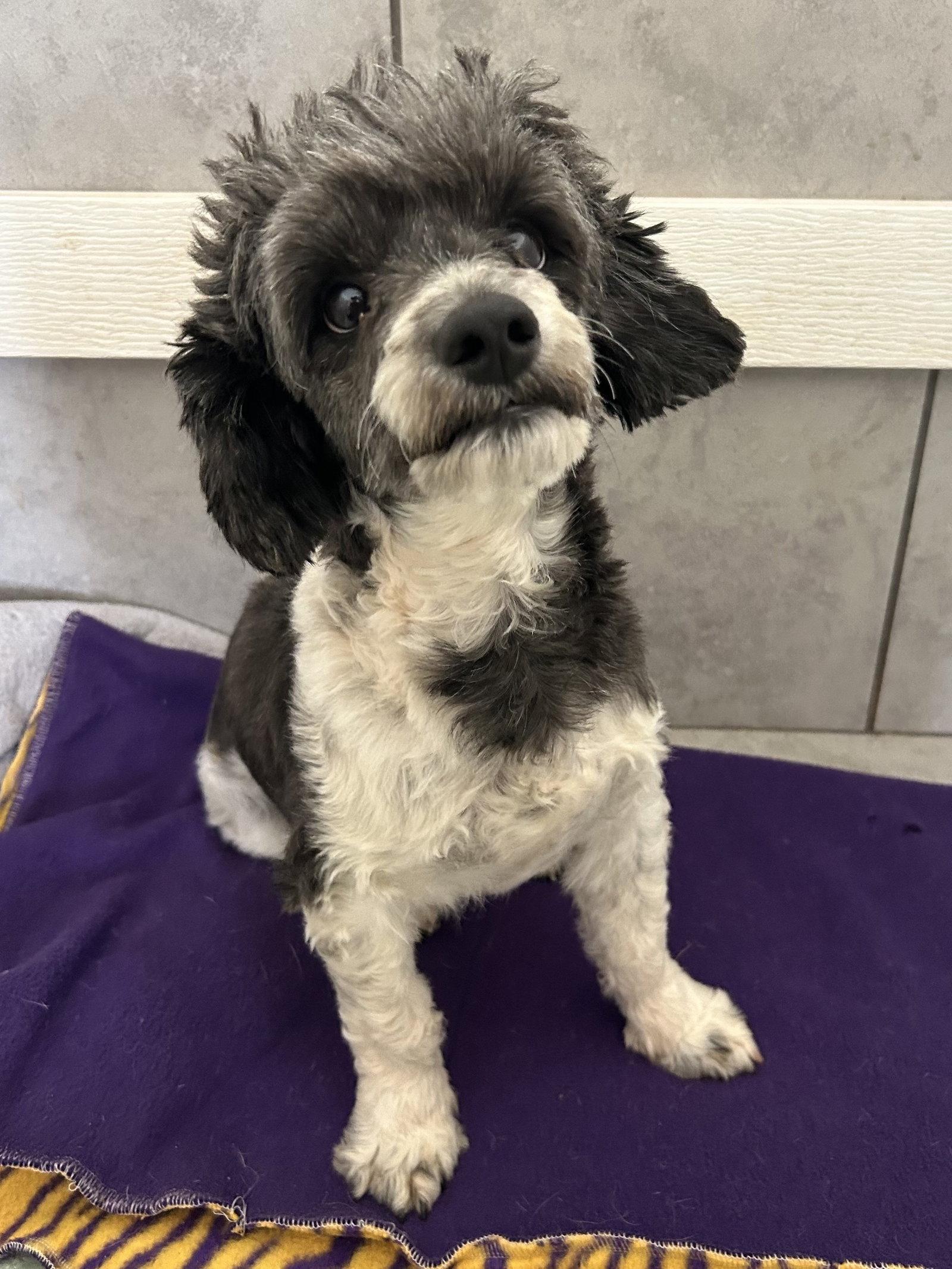 Theo Mar 26, Adopted, Adult Male Poodle.