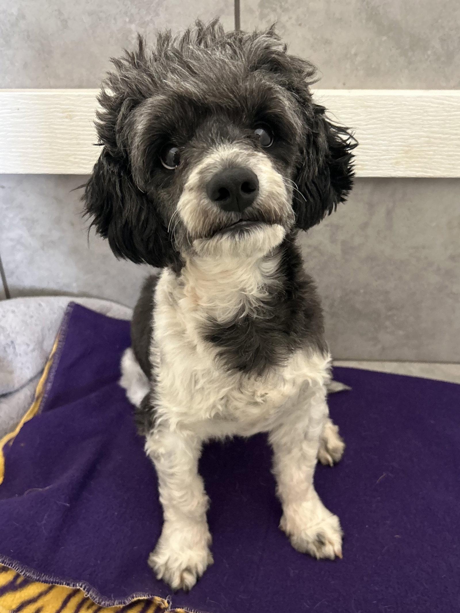 Enlarge Theo Mar 26, a Adopted Poodle in Pacolet, SC image 3/3