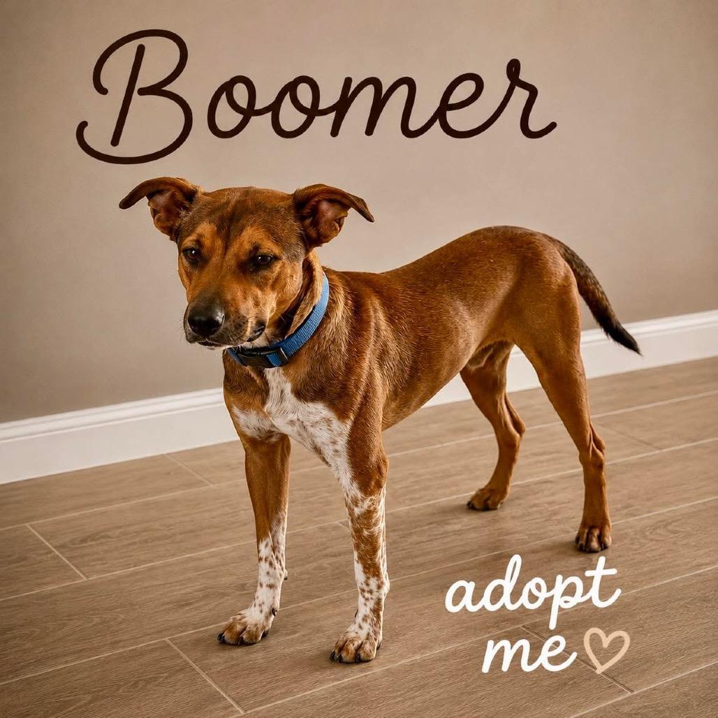 Boomer, Adoptable, Young Male Cattle Dog & Mixed Breed.