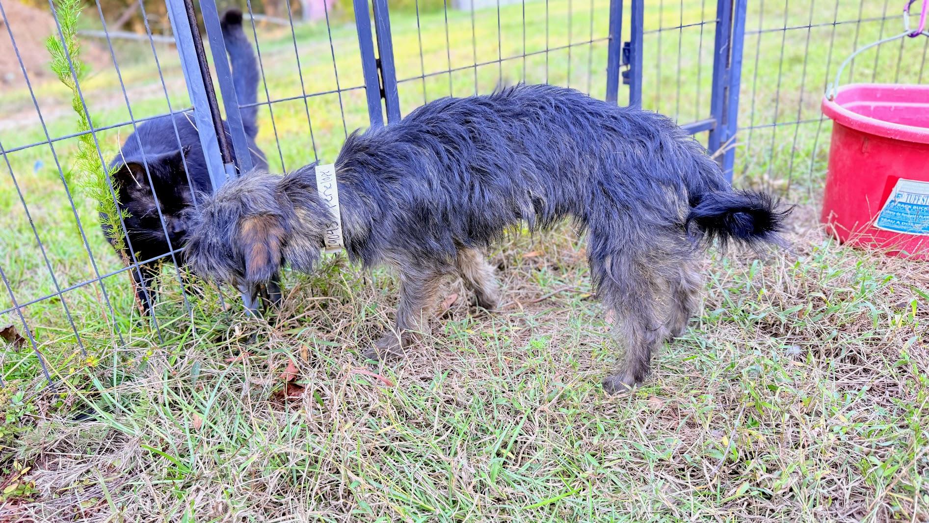 Enlarge PENELOPE, a Adoptable mixed breed in Fosters, AL image 3/6