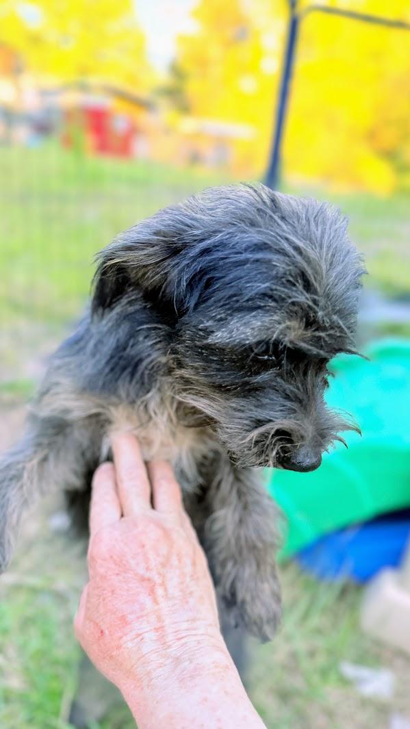 Enlarge PENELOPE, a Adoptable mixed breed in Fosters, AL image 2/6