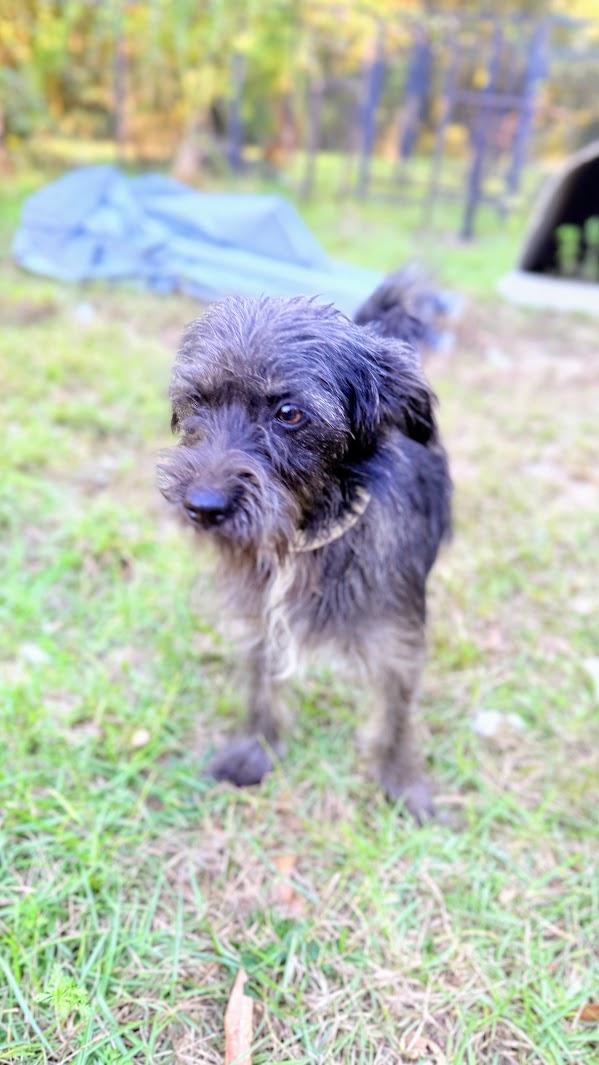 Enlarge PENELOPE, a Adoptable mixed breed in Fosters, AL image 1/6