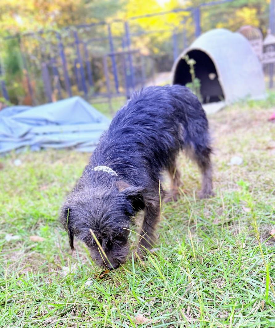 Enlarge PENELOPE, a Adoptable mixed breed in Fosters, AL image 5/6