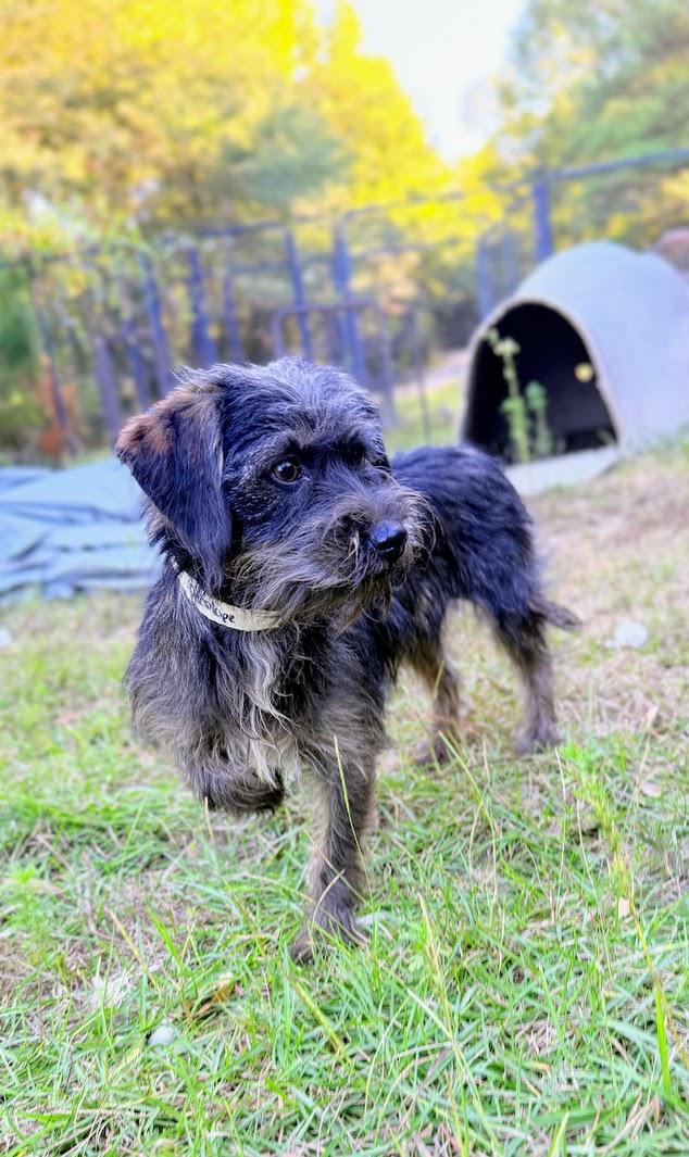 Enlarge PENELOPE, a Adoptable mixed breed in Fosters, AL image 6/6