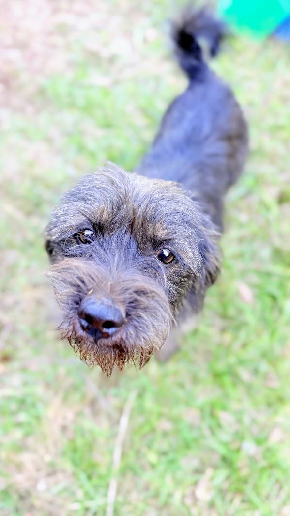 Enlarge PENELOPE, a Adoptable mixed breed in Fosters, AL image 4/6
