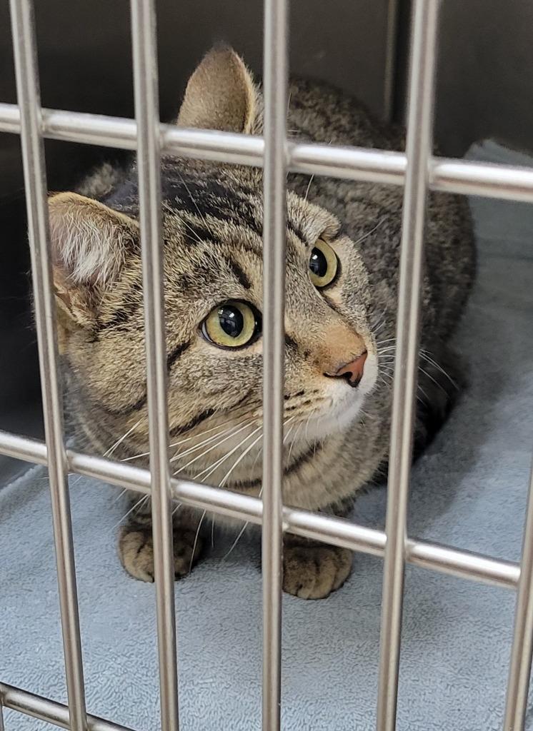 Titus, Adoptable, Young Male Domestic Short Hair.