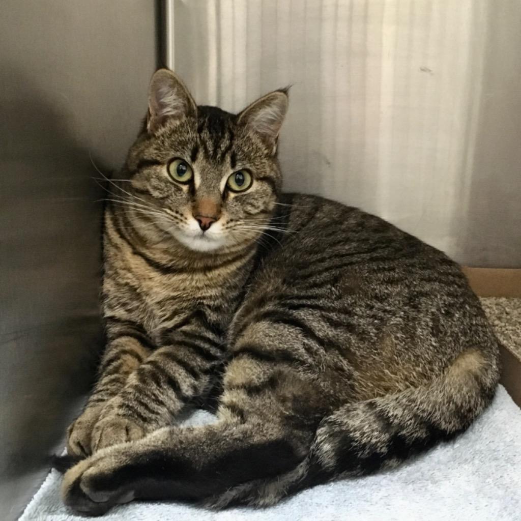 Enlarge Titus, a Adoptable mixed breed in Heber City, UT image 2/2