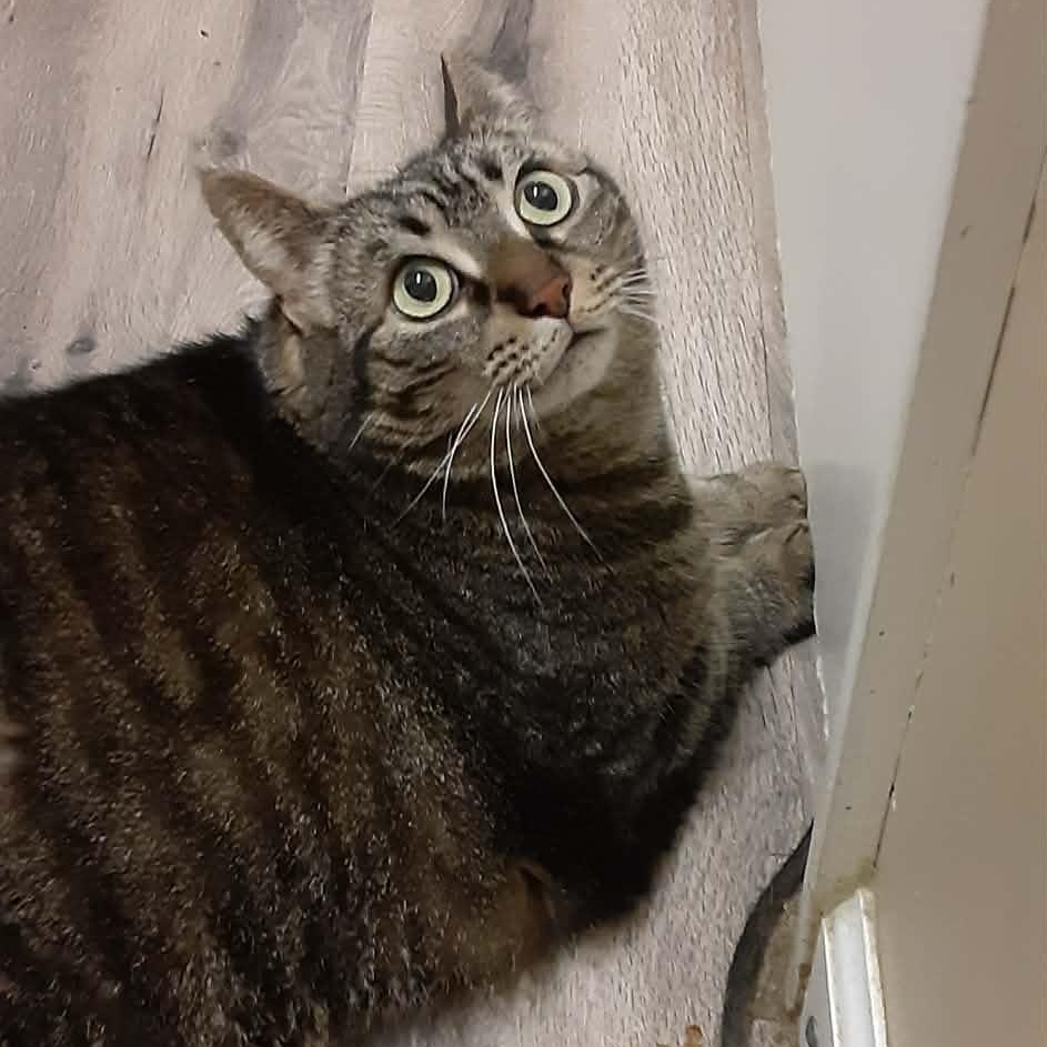 Daisy - 12 yo senior