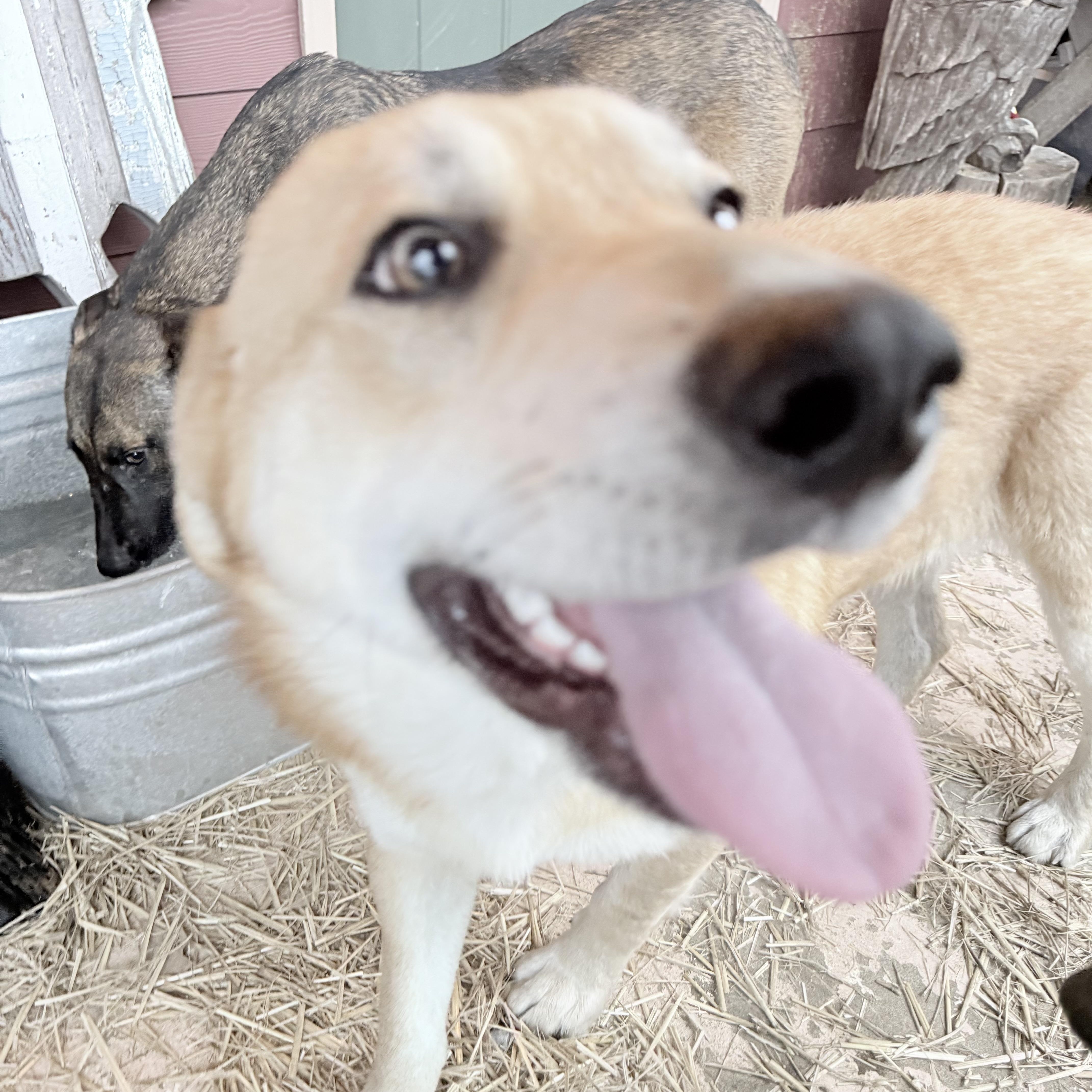 Rascal Buddy thumbnail 2