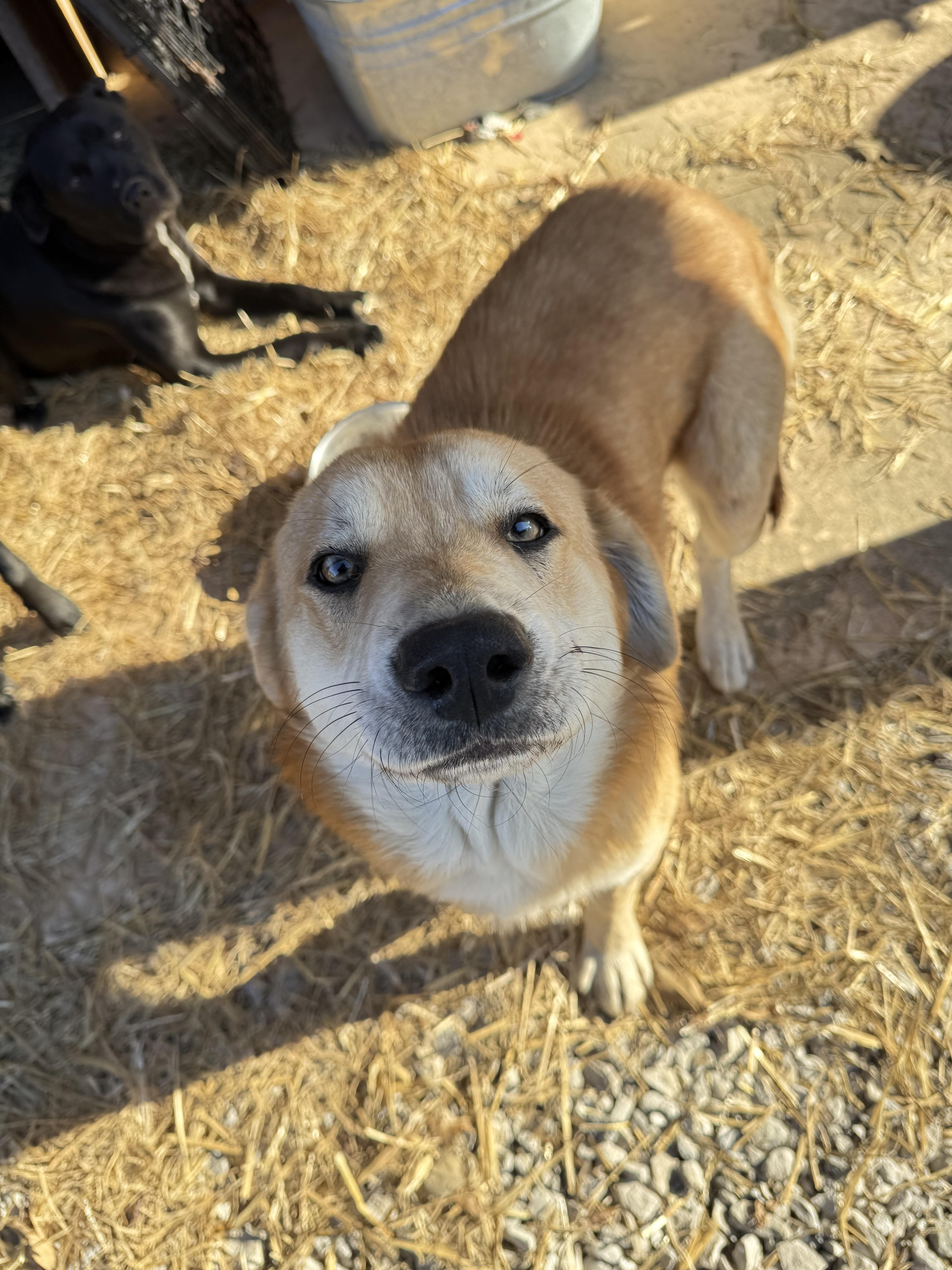 Rascal Buddy thumbnail 3