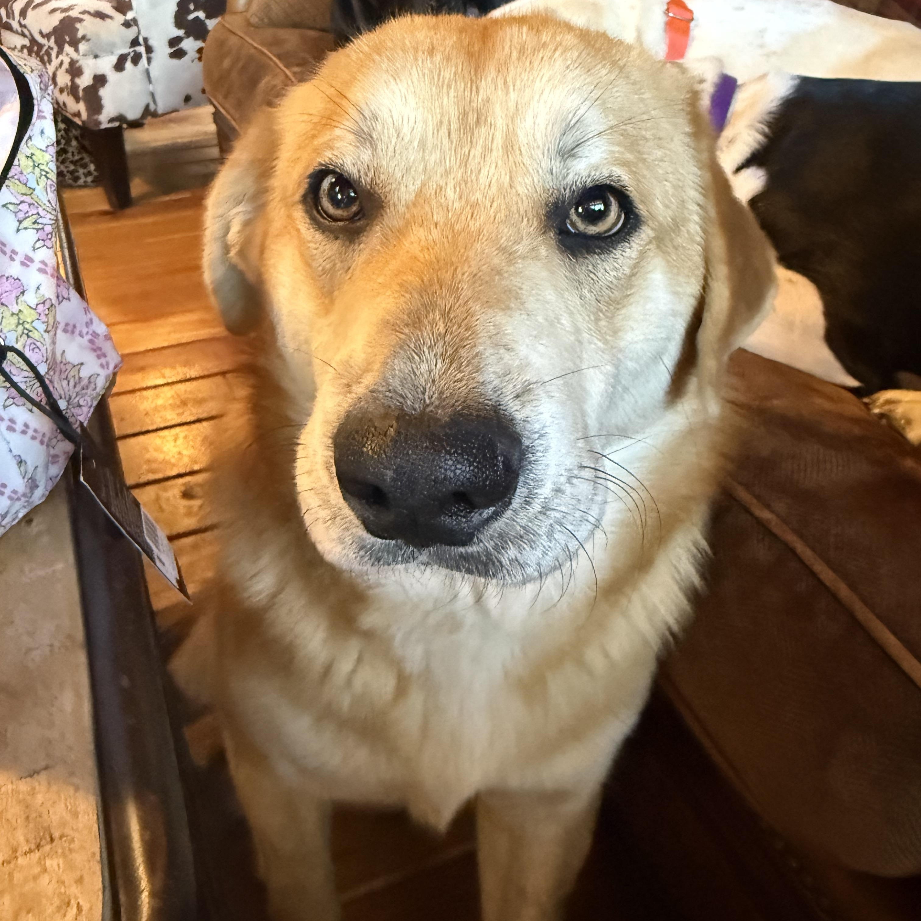 Rascal Buddy thumbnail 4