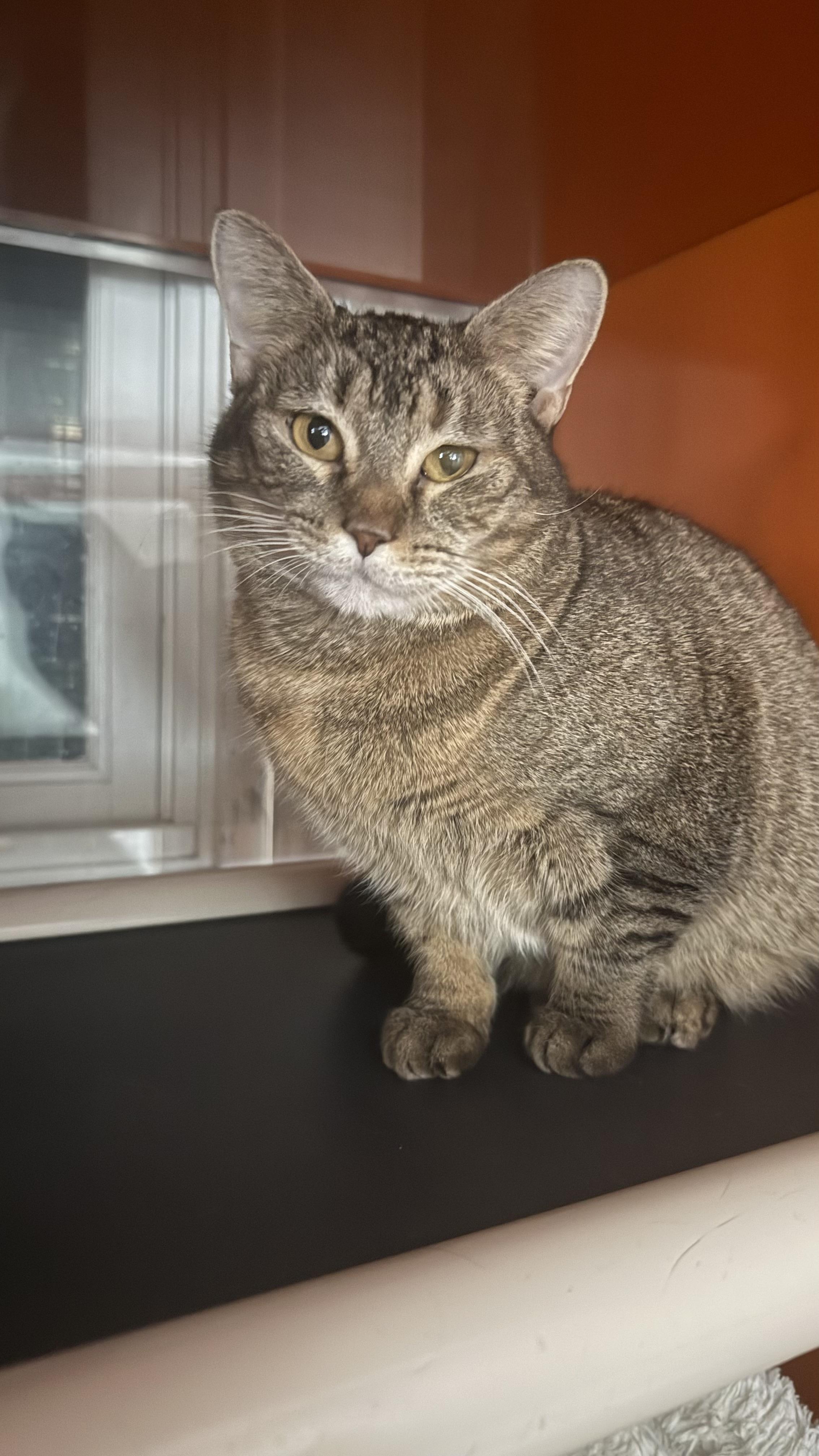 Enlarge Avani, a Adoptable Domestic Short Hair in Ridgefield, CT image 2/6
