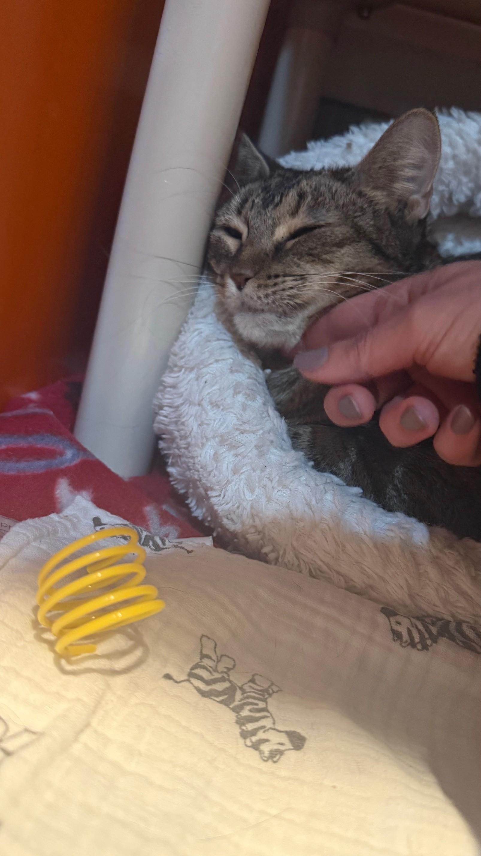 Avani, a Adoptable Domestic Short Hair in Ridgefield, CT image 3/4