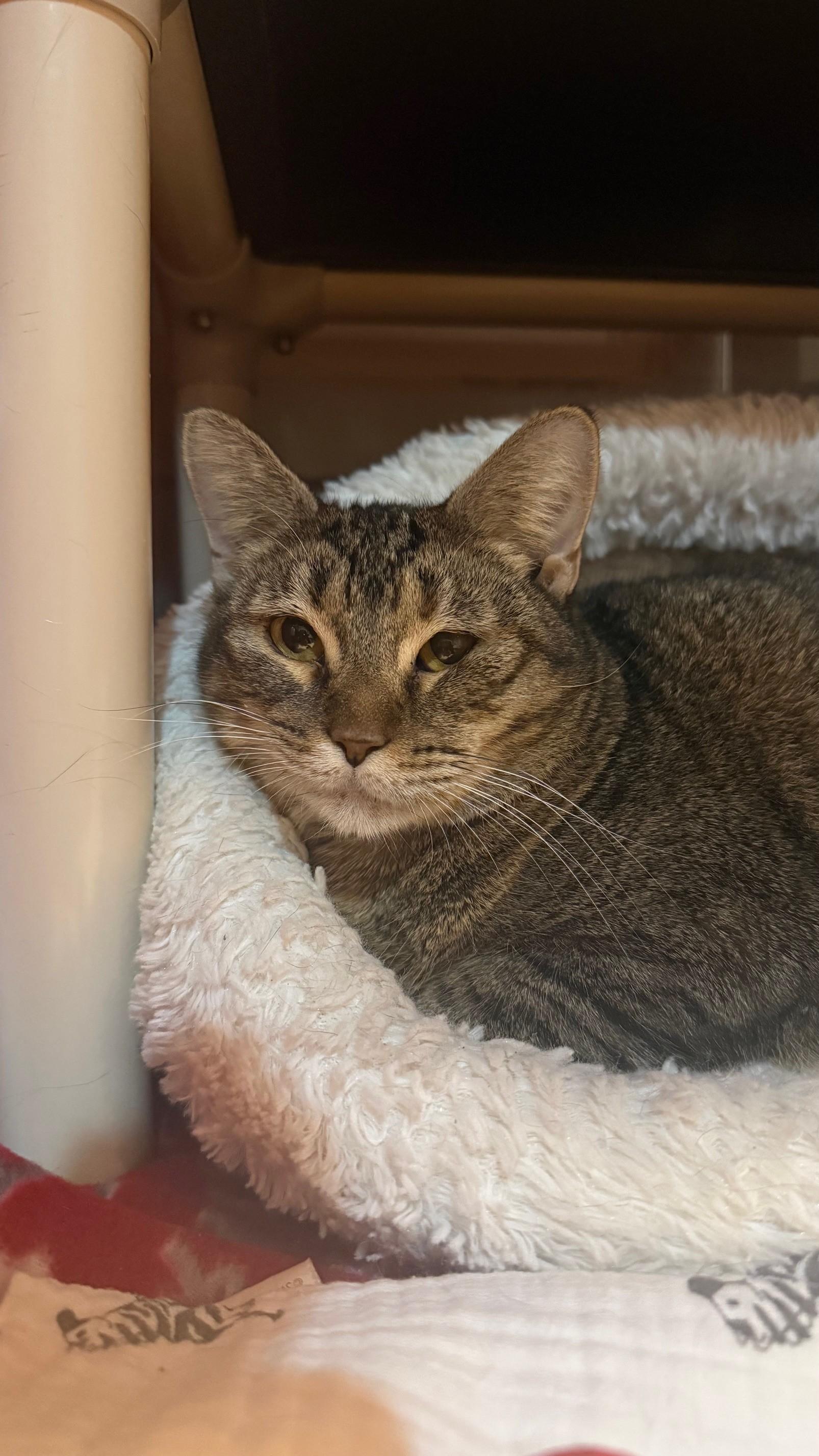 Avani, a Adoptable Domestic Short Hair in Ridgefield, CT image 2/4