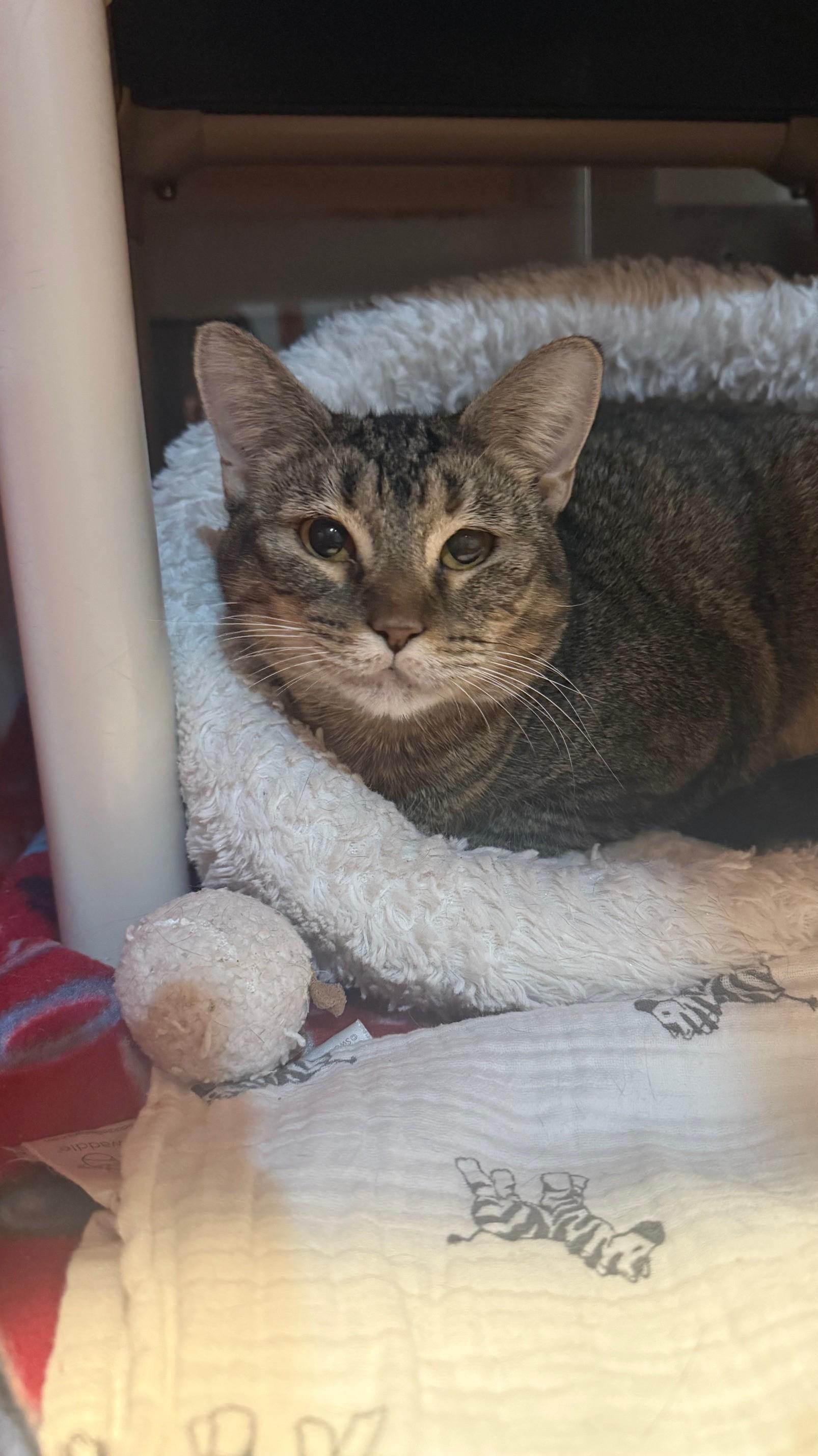 Avani, a Adoptable Domestic Short Hair in Ridgefield, CT image 4/4