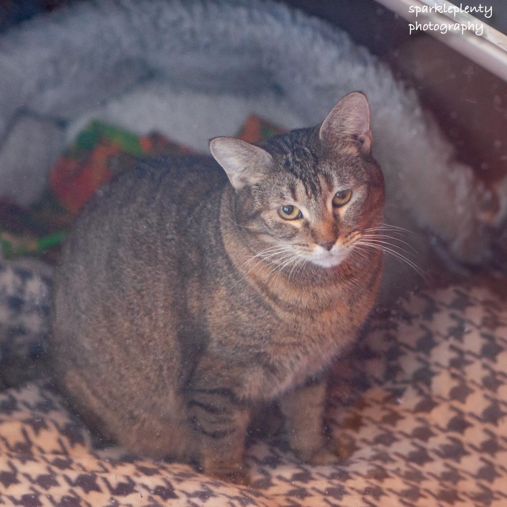 Enlarge Avani, a Adoptable Domestic Short Hair in Ridgefield, CT image 1/6