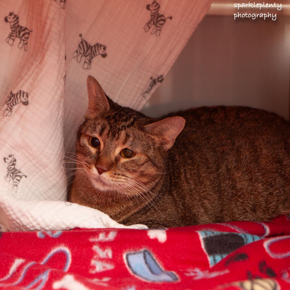 Avani, Adoptable, Adult Female Domestic Short Hair.