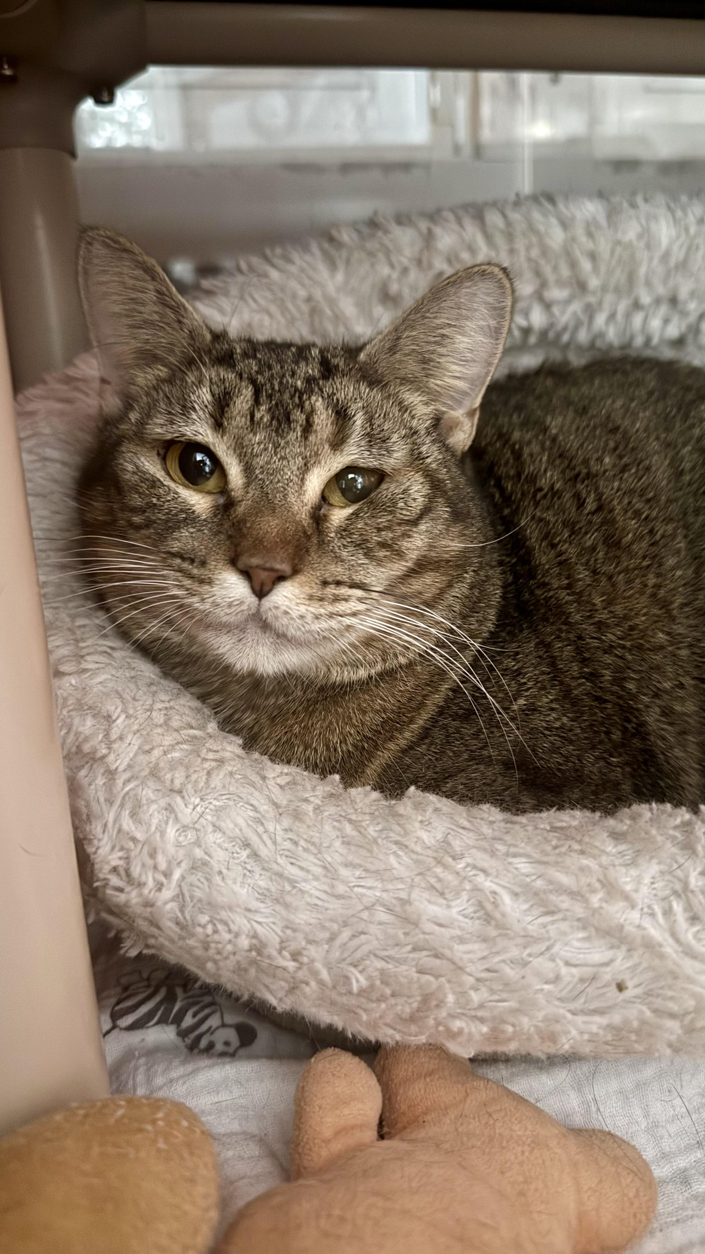 Enlarge Avani, a Adoptable Domestic Short Hair in Ridgefield, CT image 4/6