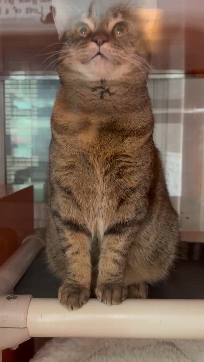 Enlarge Avani, a Adoptable Domestic Short Hair in Ridgefield, CT video 3/6