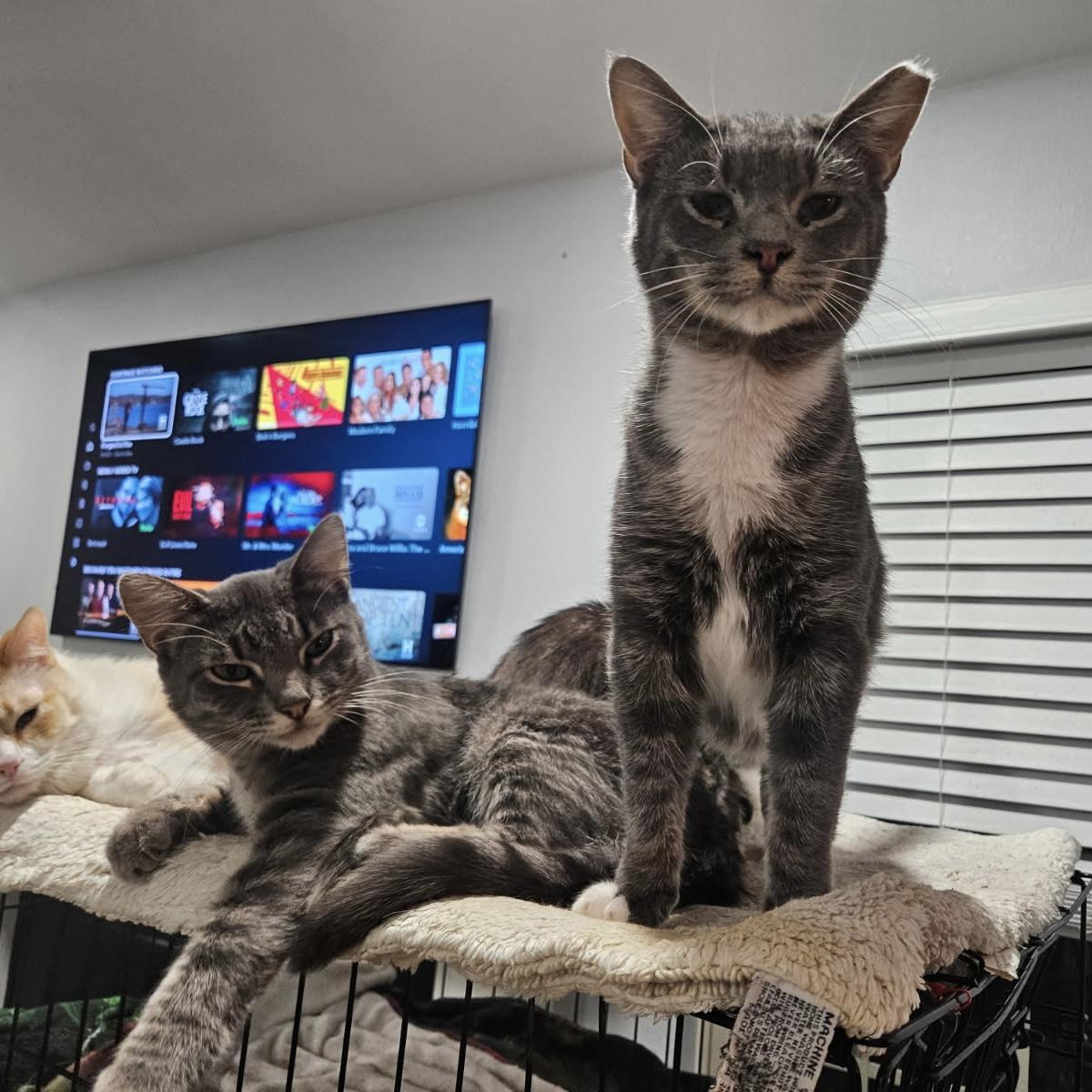 Butters and Biscuit, a Adoptable Domestic Short Hair in Bentonville, AR image 2/2