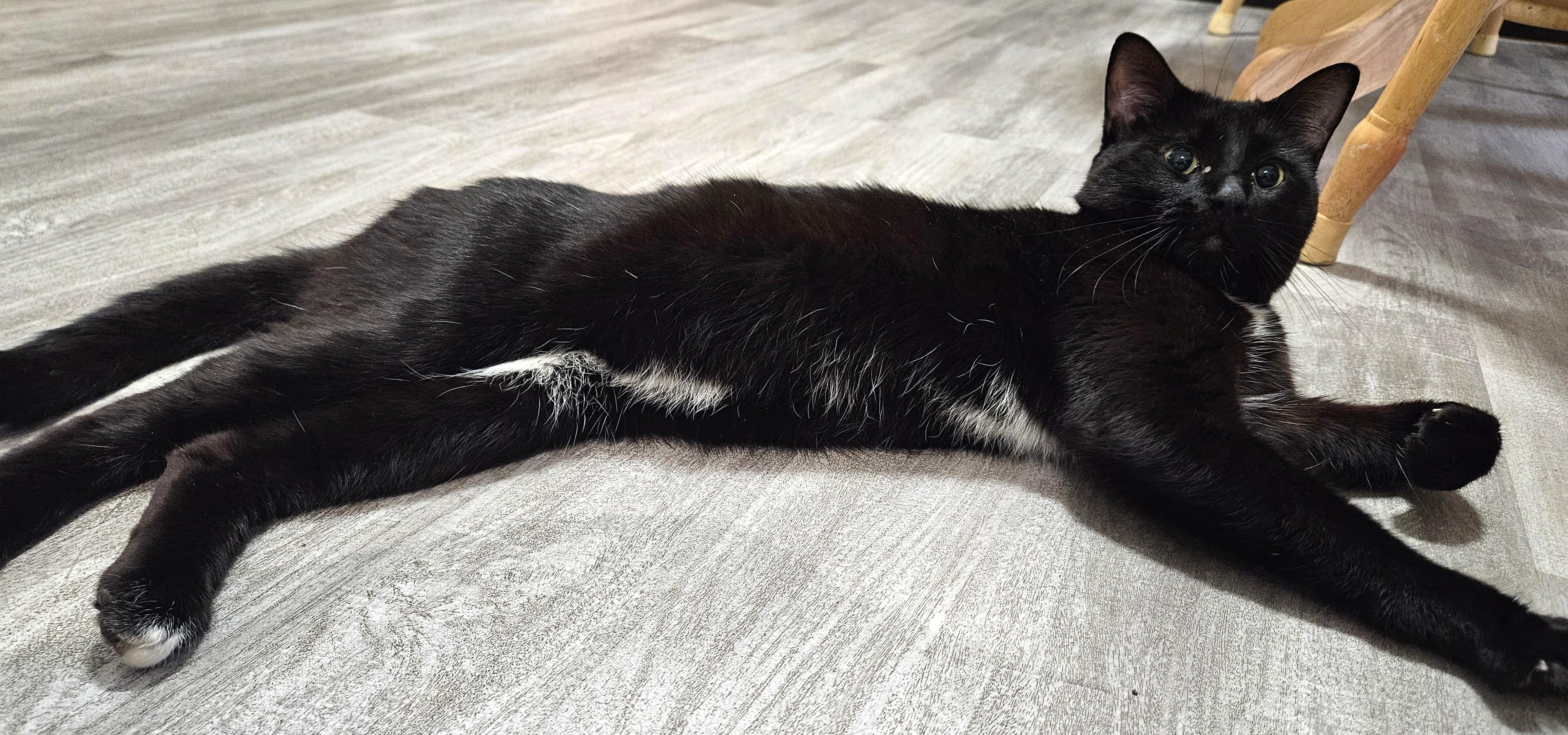 Enlarge Pete, a Adoptable Tuxedo in Stoney Creek, ON image 4/5