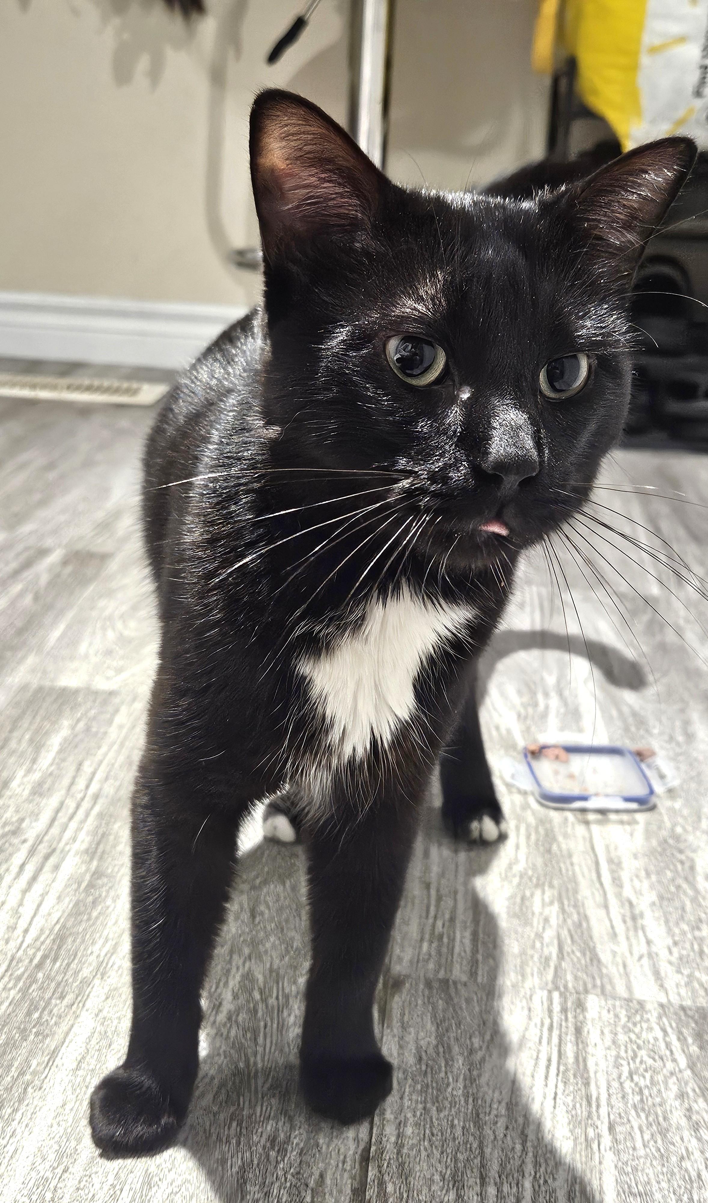 Enlarge Pete, a Adoptable Tuxedo in Stoney Creek, ON image 5/5