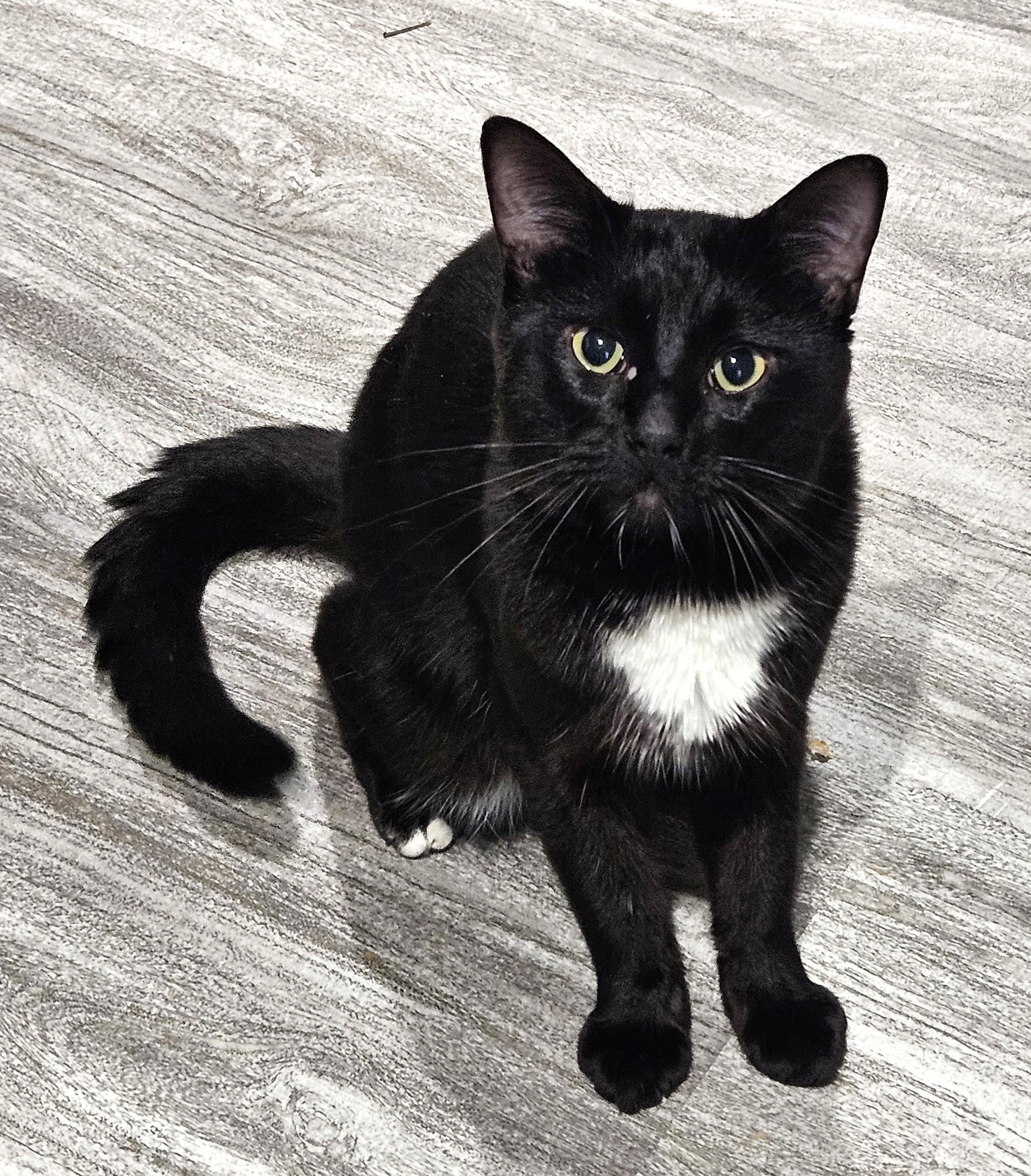 Pete, Adoptable, Young Male Tuxedo.