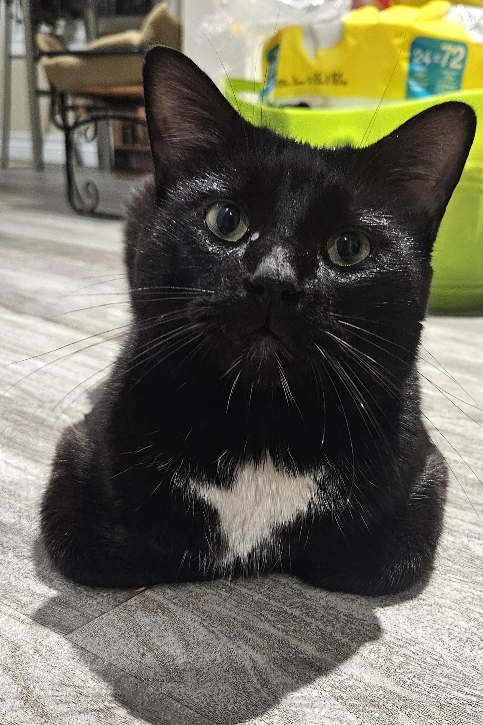 Enlarge Pete, a Adoptable Tuxedo in Stoney Creek, ON image 3/5