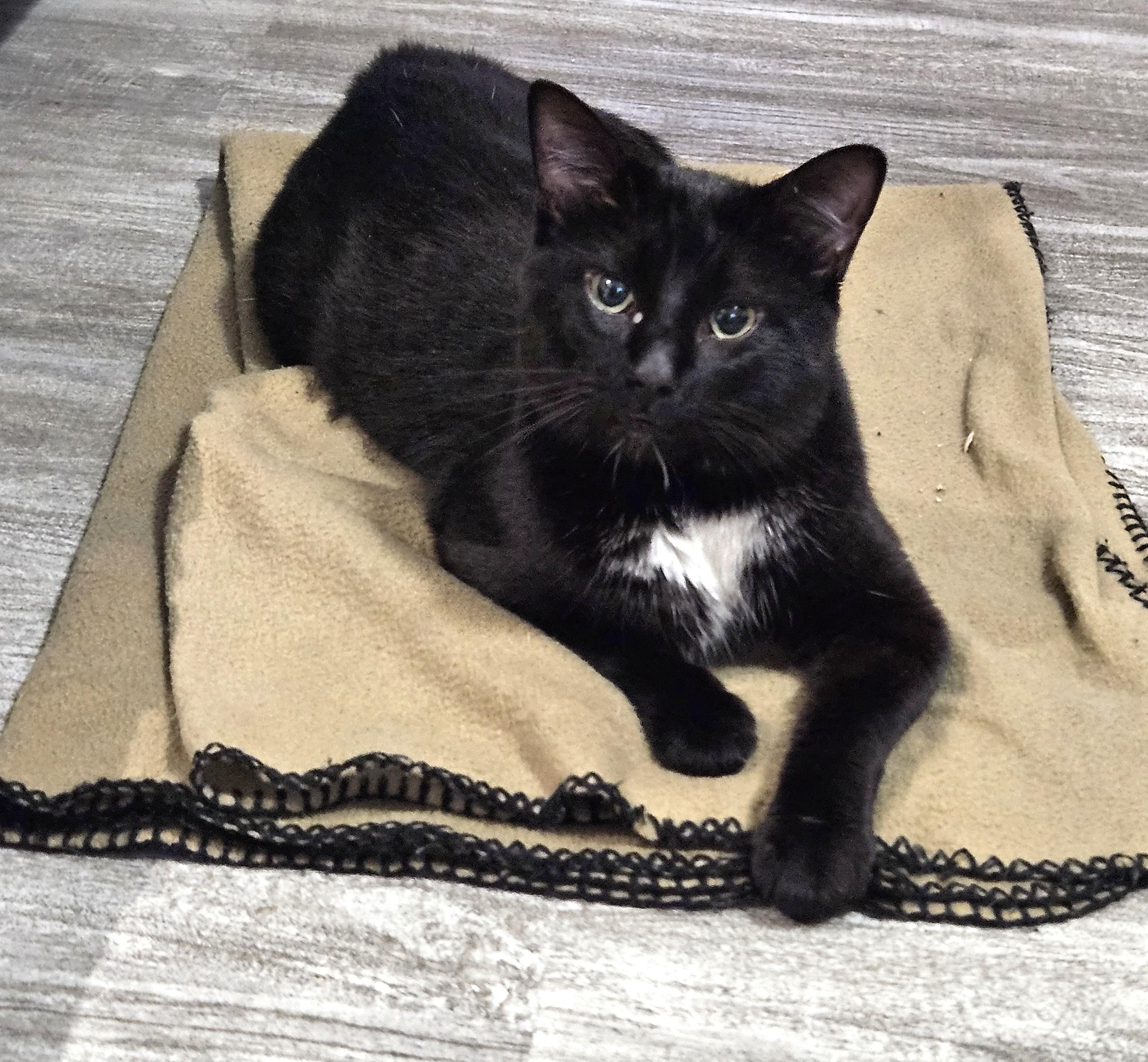 Enlarge Pete, a Adoptable Tuxedo in Stoney Creek, ON image 2/5