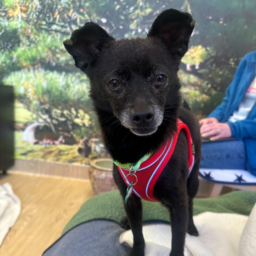 Kudzu 14085, Adoptable, Senior Male Chihuahua.