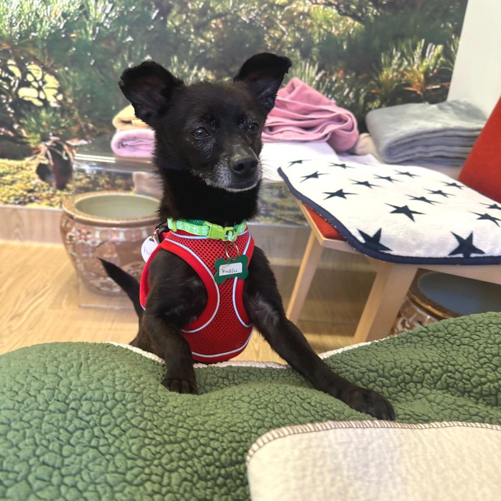 Enlarge Kudzu 14085, a Adoptable Chihuahua in San Francisco, CA image 2/6