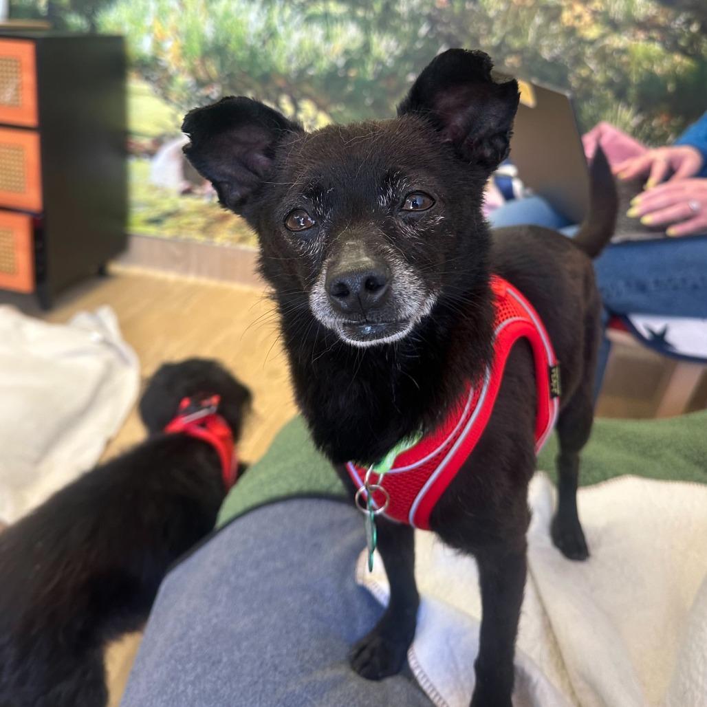 Enlarge Kudzu 14085, a Adoptable Chihuahua in San Francisco, CA image 3/6