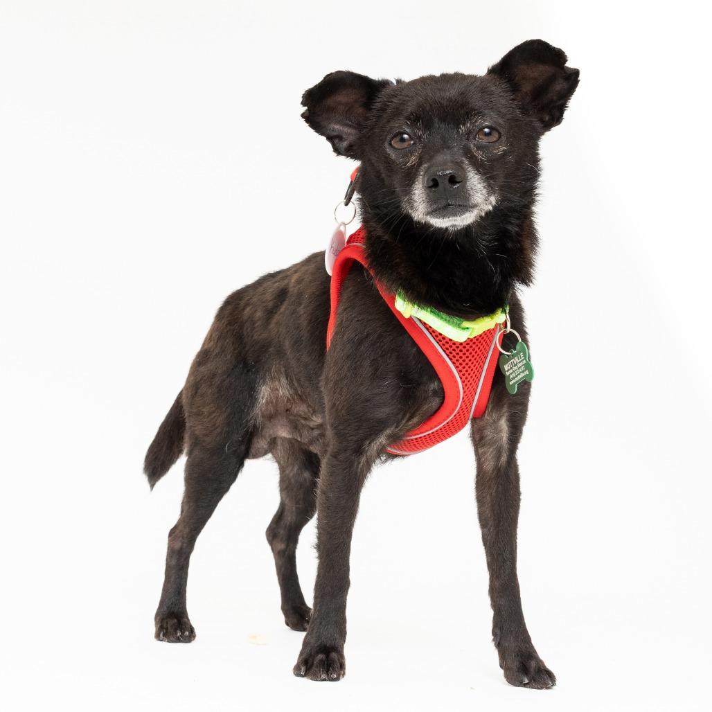 Enlarge Kudzu 14085, a Adoptable Chihuahua in San Francisco, CA image 4/6