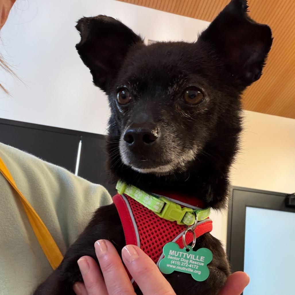 Enlarge Kudzu 14085, a Adoptable Chihuahua in San Francisco, CA image 5/6