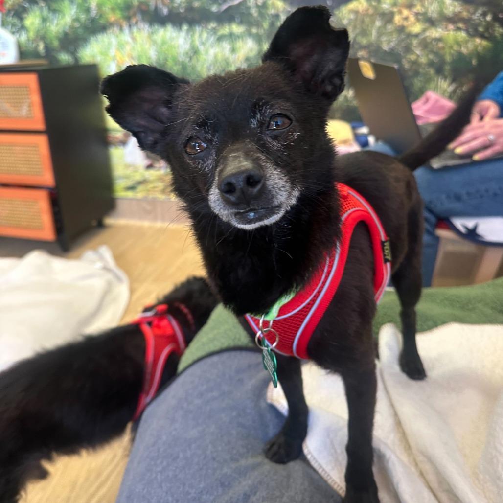 Enlarge Kudzu 14085, a Adoptable Chihuahua in San Francisco, CA image 6/6