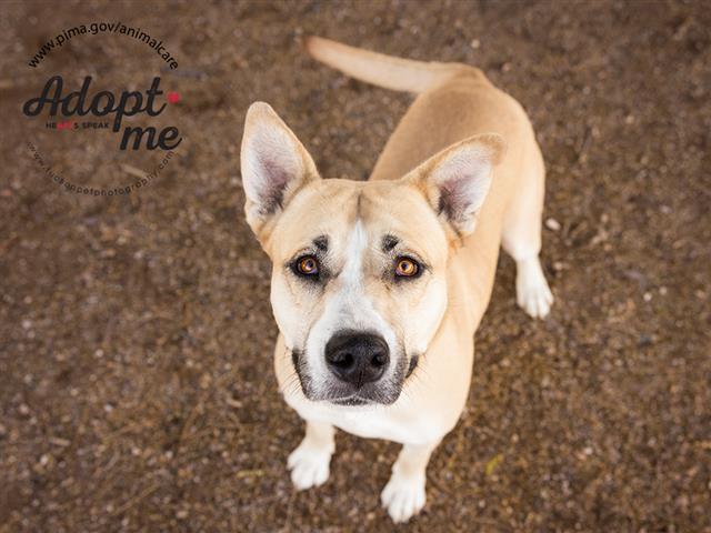 COCO, Adoptable, Adult Female Pit Bull Terrier.