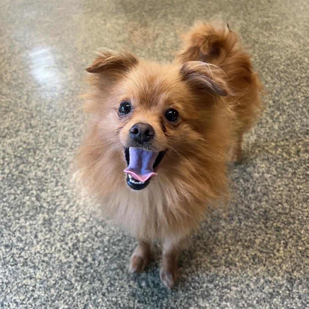Enlarge Gemini, a Adoptable mixed breed in Falls Church, VA image 1/2