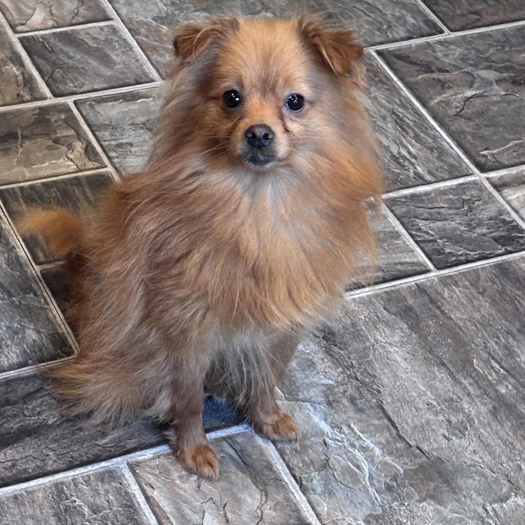 Enlarge Gemini, a Adoptable mixed breed in Falls Church, VA image 2/2