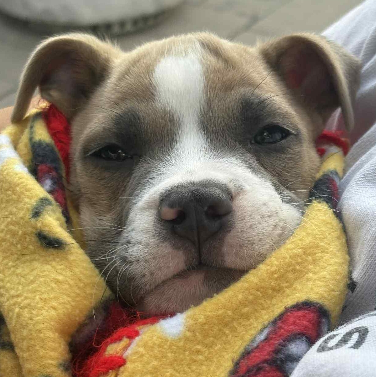 Ziggy