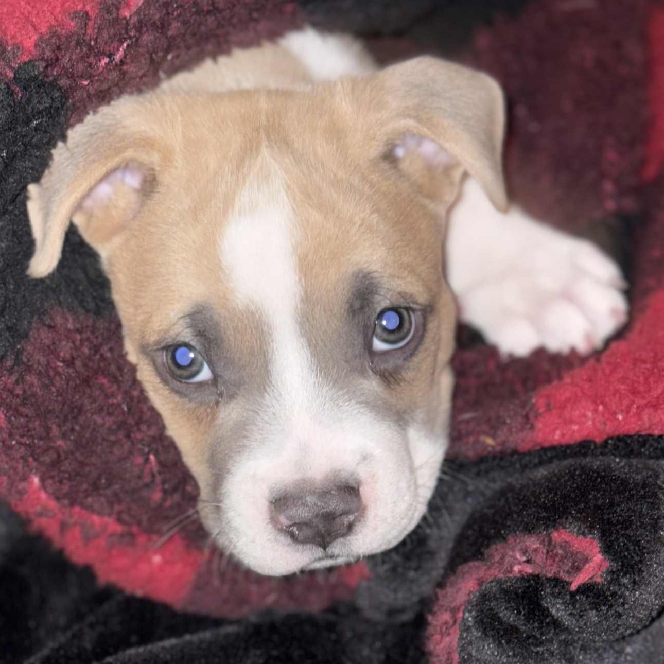 Ziggy