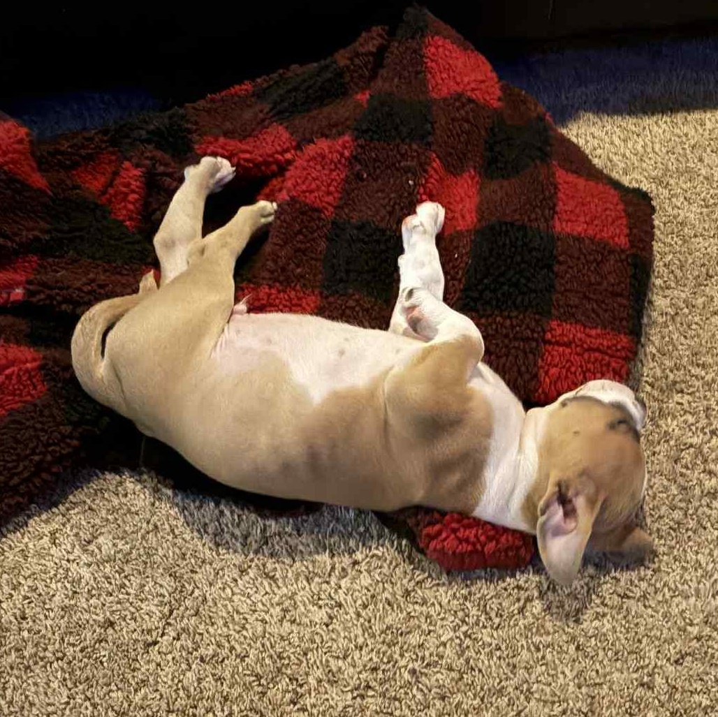 Ziggy