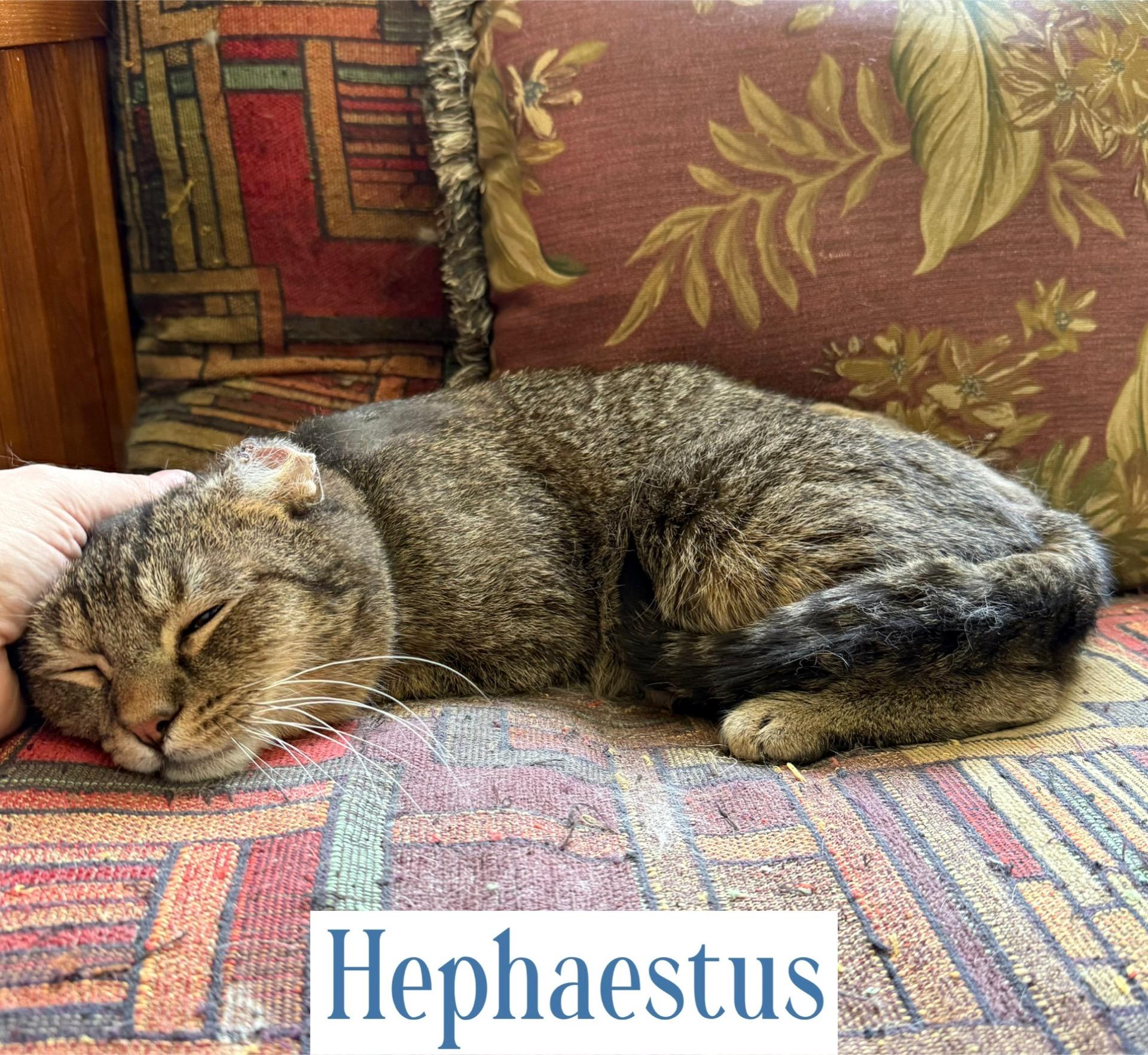Hephaestus, a Adoptable Domestic Short Hair in Berkeley Springs, WV image 3/5