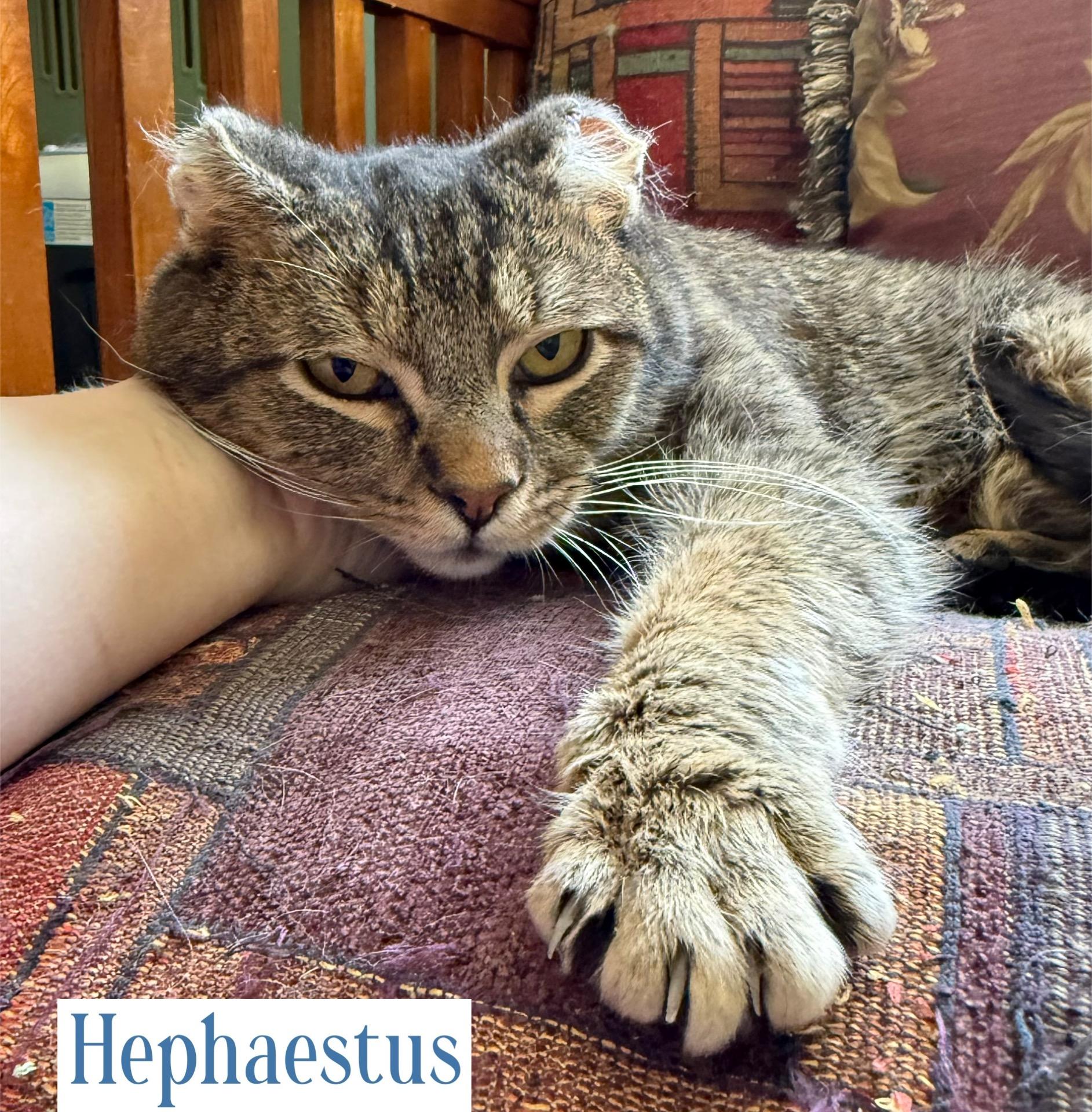 Hephaestus, a Adoptable Domestic Short Hair in Berkeley Springs, WV image 2/5