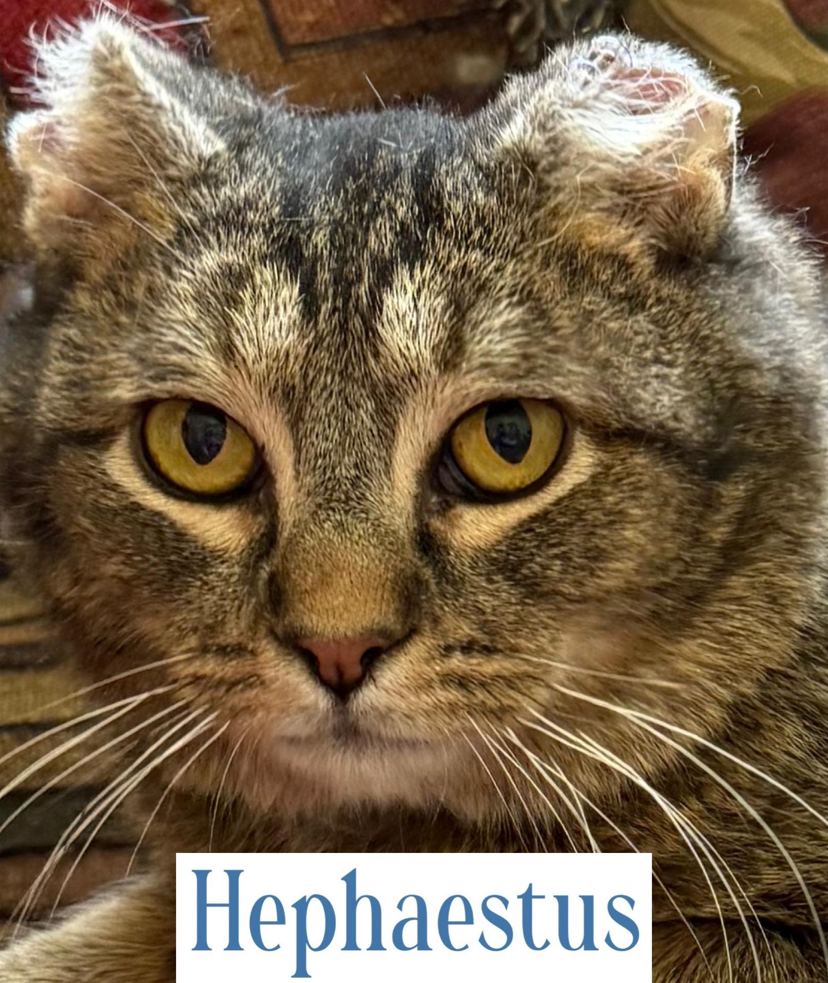 Hephaestus, a Adoptable Domestic Short Hair in Berkeley Springs, WV image 5/5