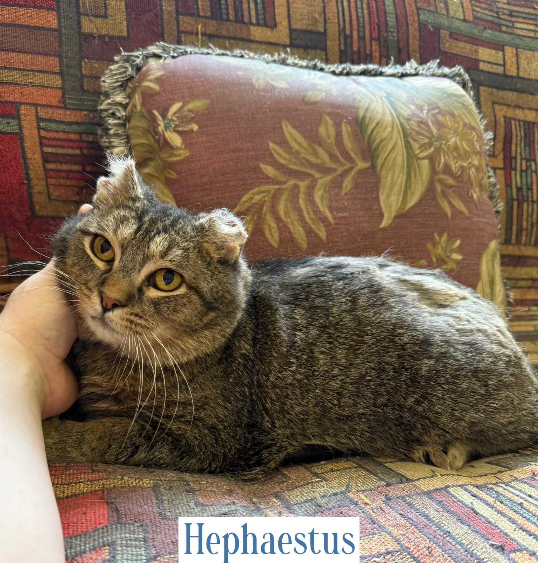 Hephaestus, a Adoptable Domestic Short Hair in Berkeley Springs, WV image 1/5
