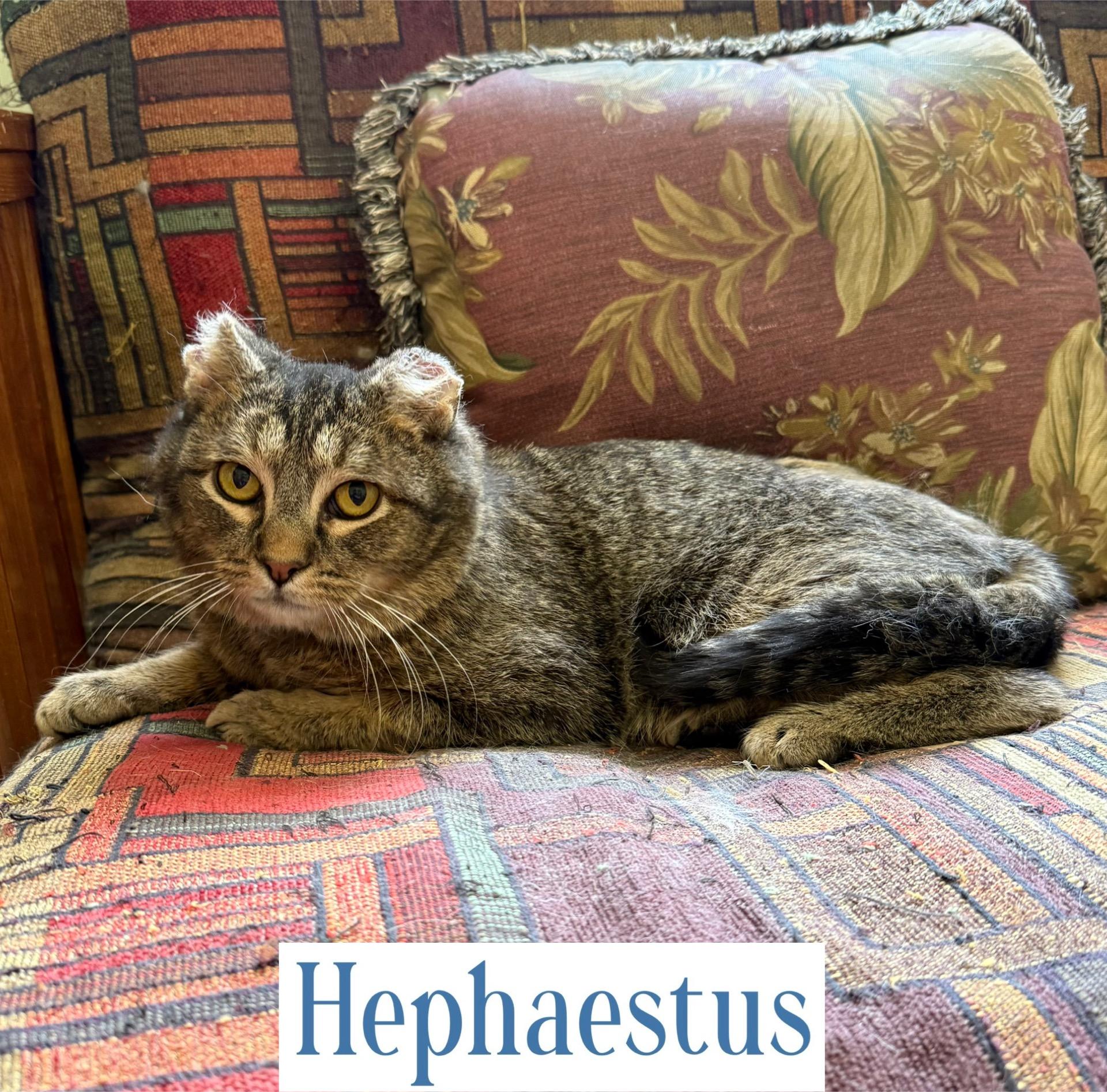 Hephaestus, a Adoptable Domestic Short Hair in Berkeley Springs, WV image 4/5