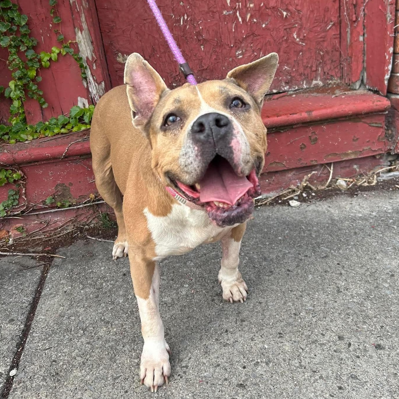 Enlarge Moira, a Adoptable mixed breed in Buffalo, NY image 5/6