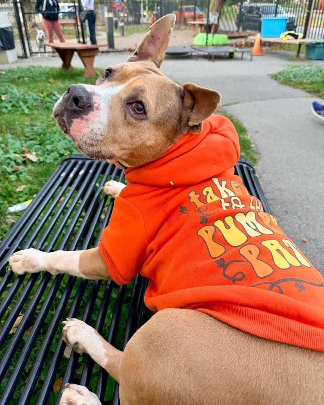 Enlarge Moira, a Adoptable mixed breed in Buffalo, NY image 3/6
